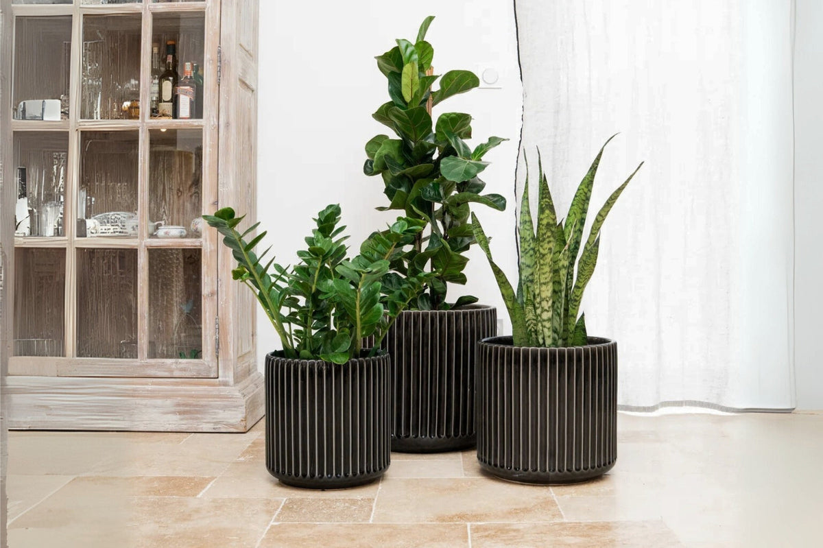 Design-Pflanzkübel für innen — Funktion & Ästhetik