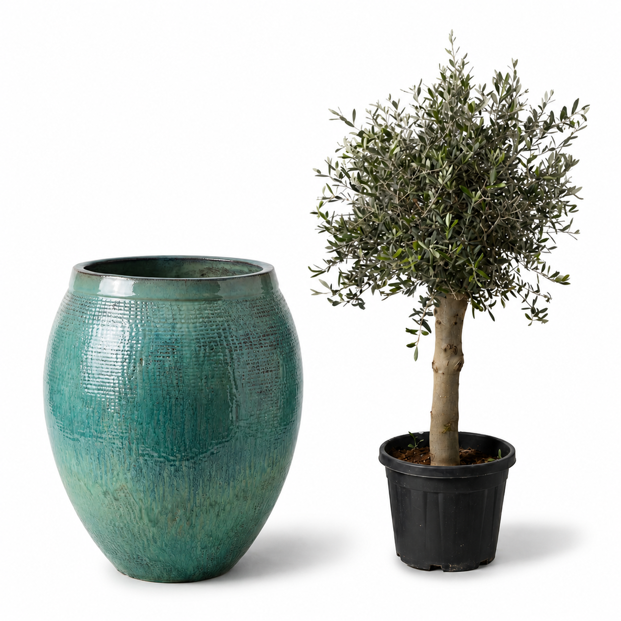 Olivenbaum im Topf COCOON (starker Stamm) 66×76cm — Meeresblau
