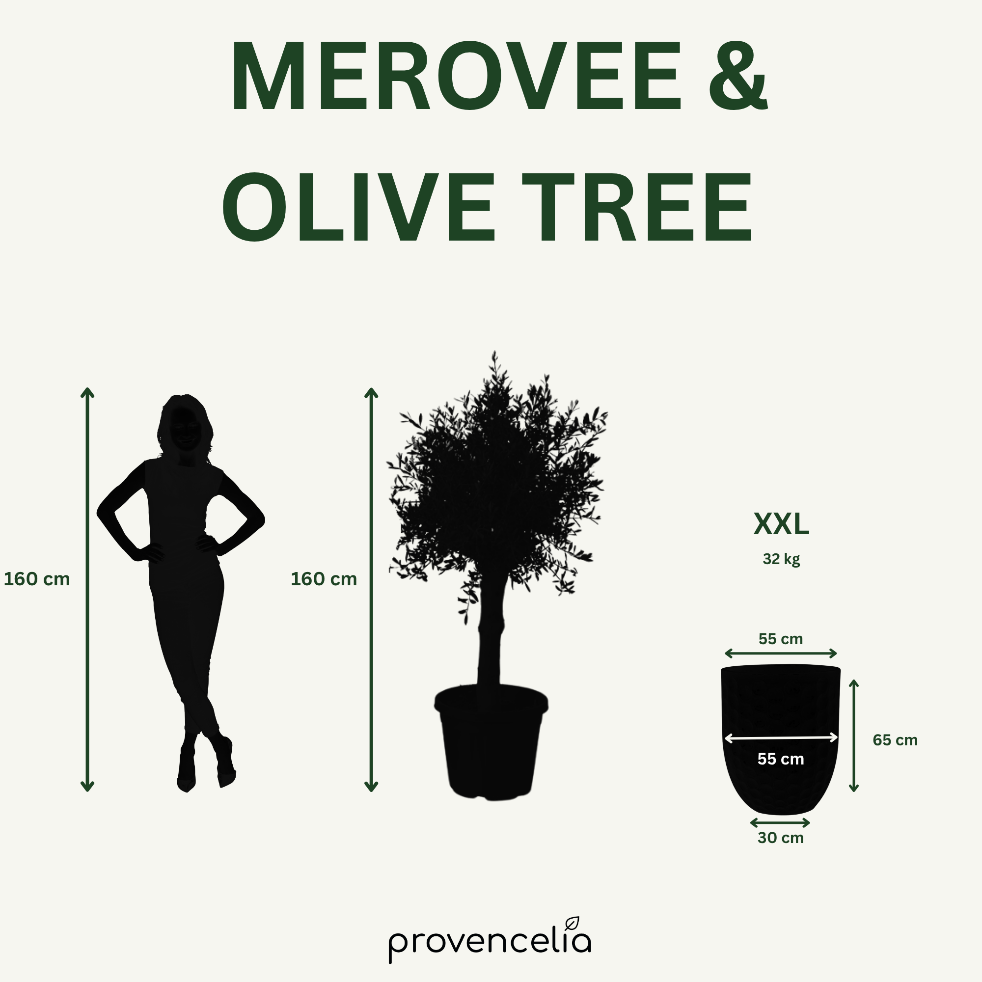 Olivenbaum kräftiger Stamm – Detailansicht, Pflanzkübel MEROVEE Jade