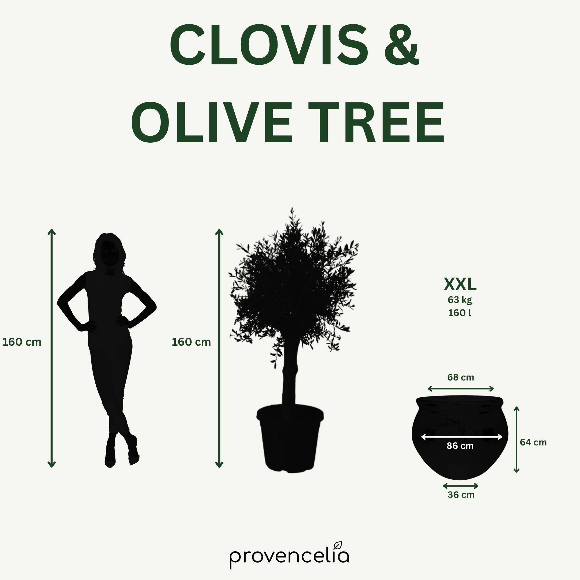 Olivenbaum kräftiger Stamm – Detailansicht, Pflanzkübel CLOVIS Jade