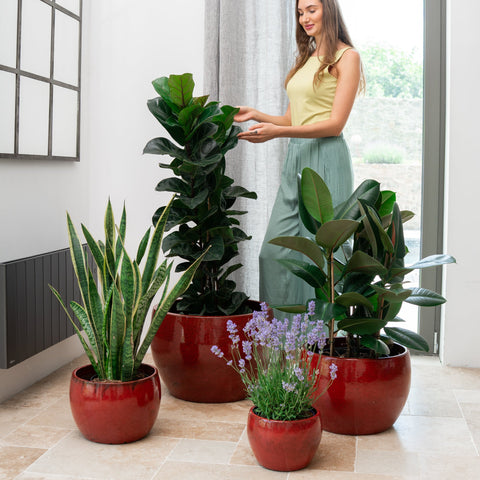 Keramik-Blumentopf ROMULUS - Tropenrot