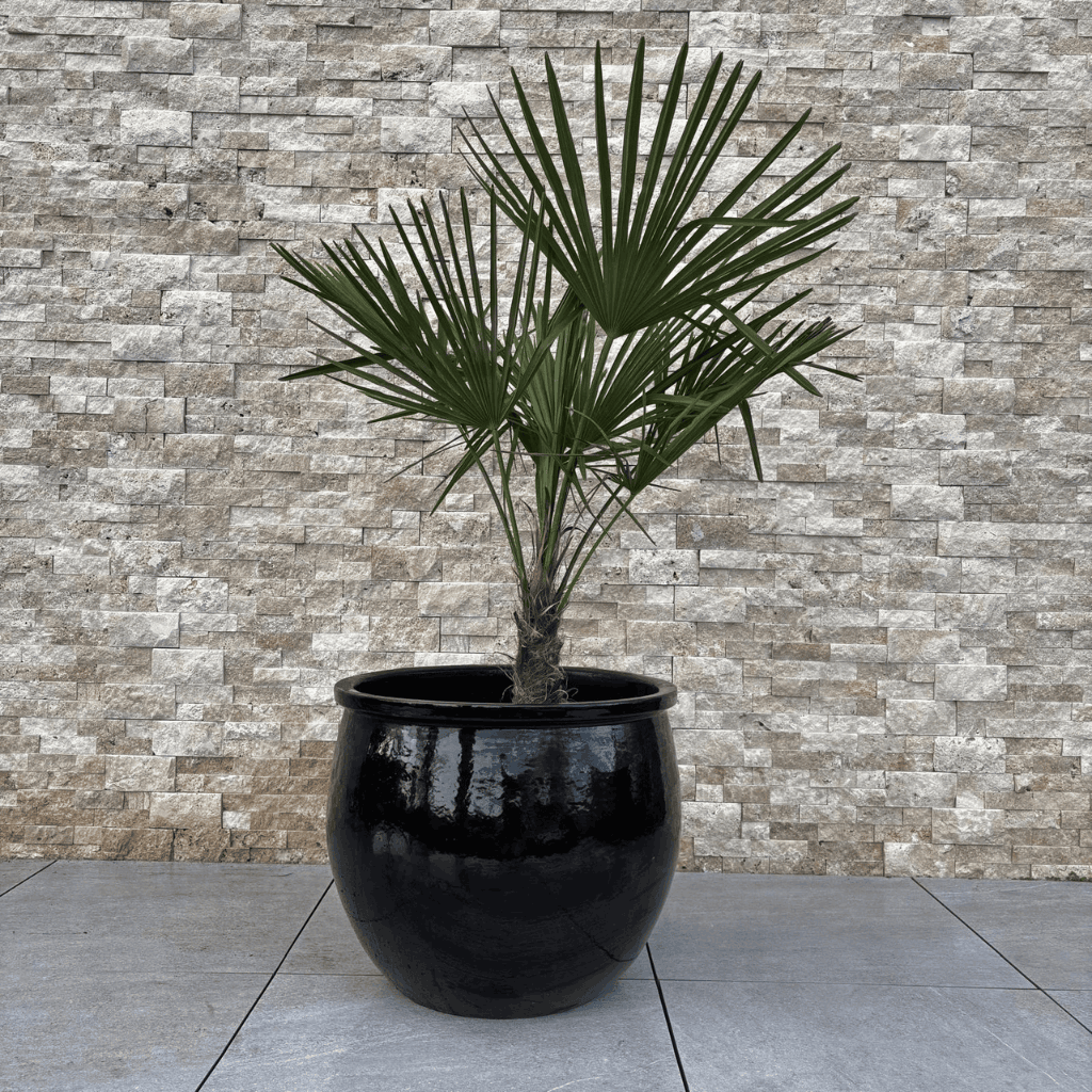 Keramik-Pflanzkübel NEWTON – Schwarz, XL (55 cm x 46 cm)