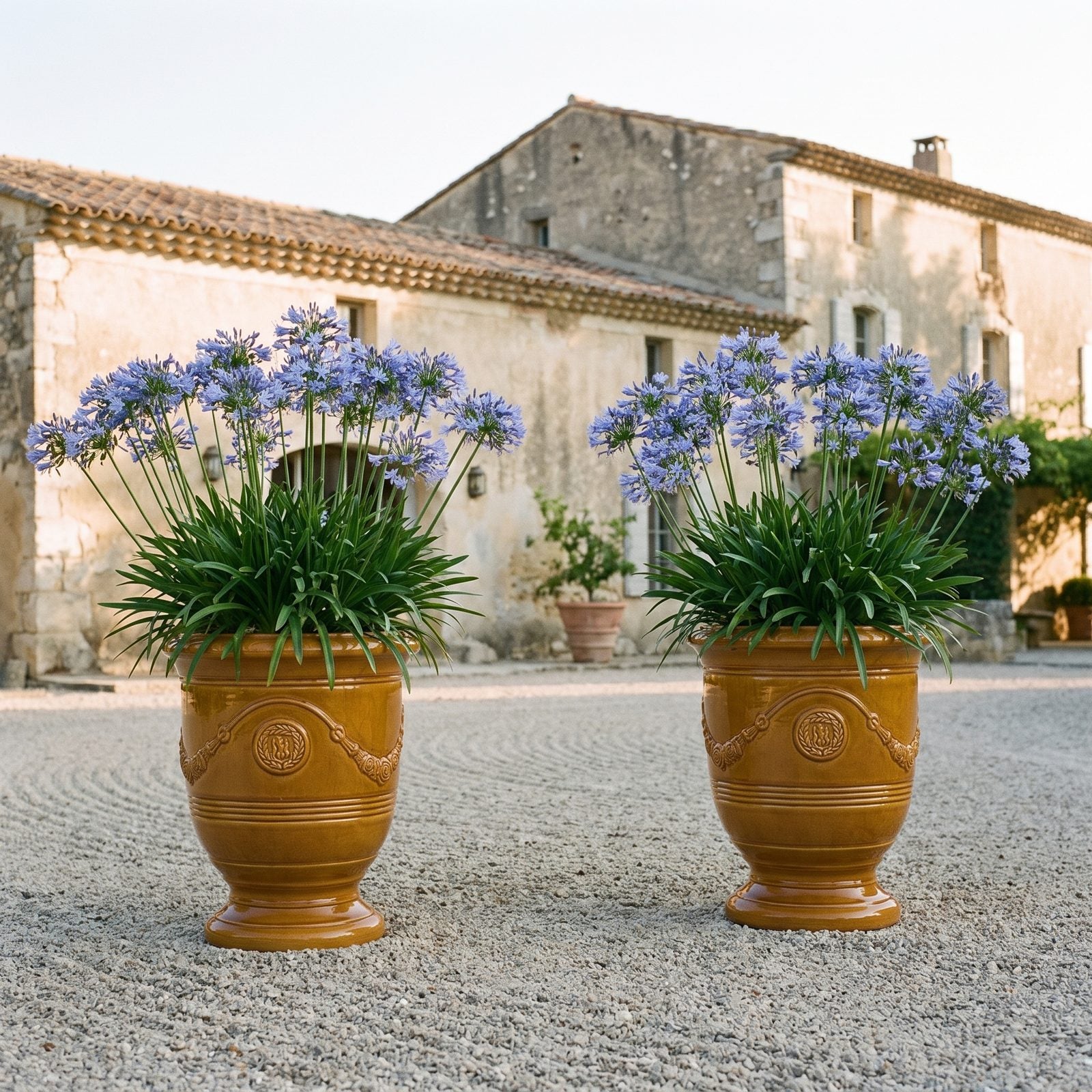 Zwei RICHELIEU Honig mit Schmucklilien vor einer Villa mit Kieshof