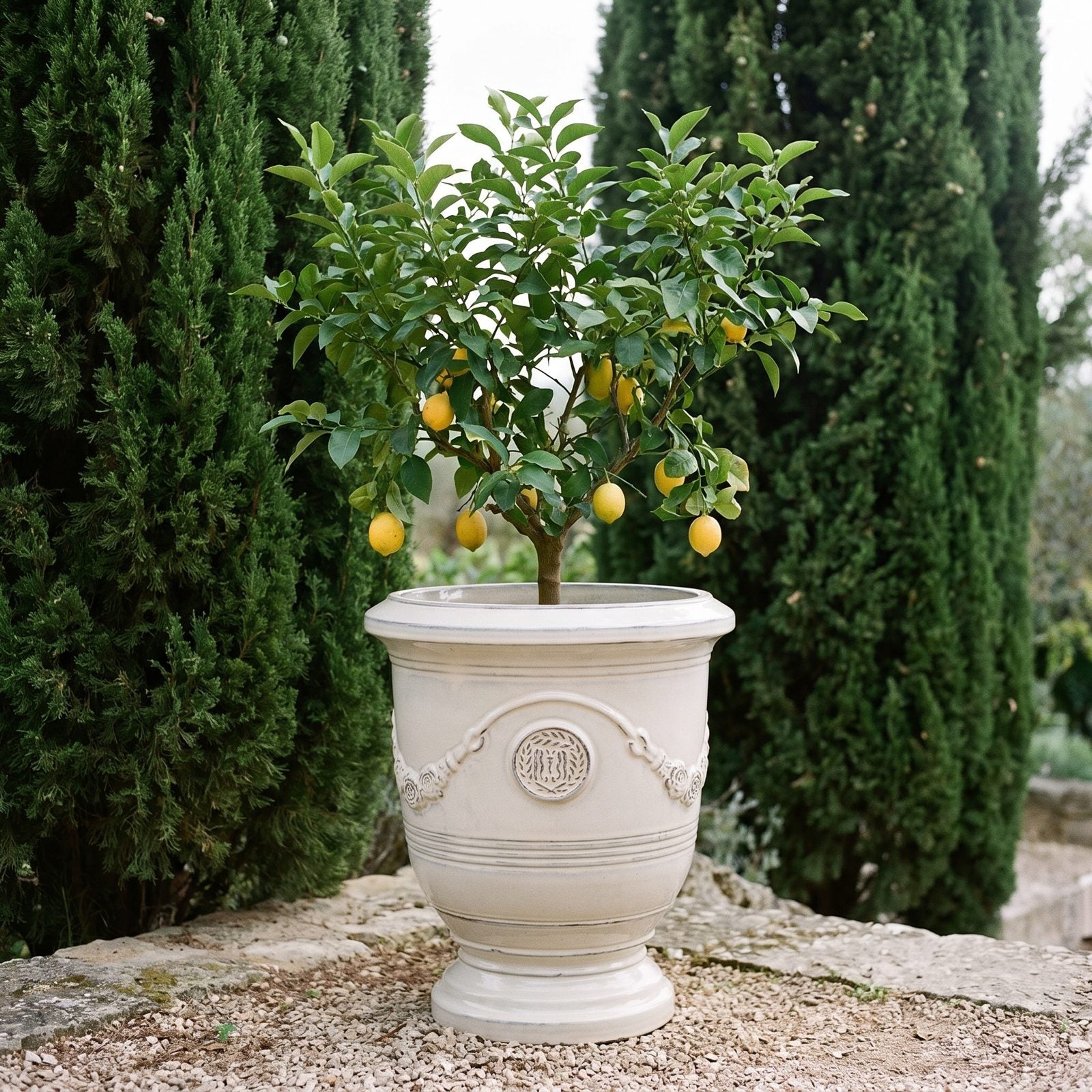 RICHELIEU Creme mit fruchtbehangenem Zitronenbaum in einer Zypressenallee