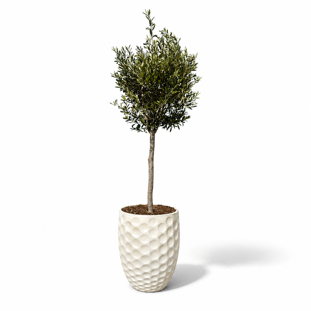 Olivenbaum (schlanker Stamm) im Topf MEROVEE 42×55cm — Cremefarben