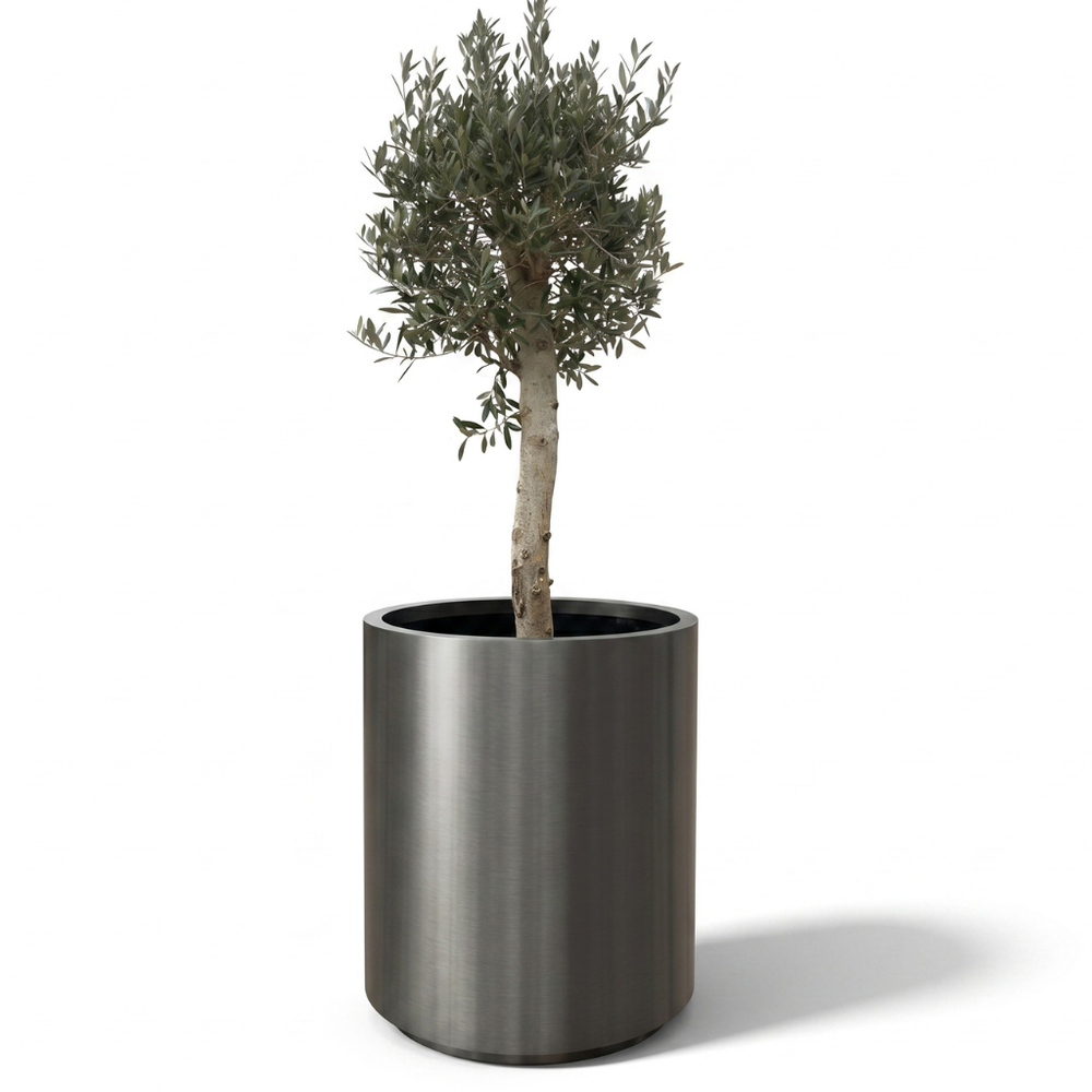 Olivenbaum (starker Stamm) im Topf METROPOLE 60×70cm — Schwarz