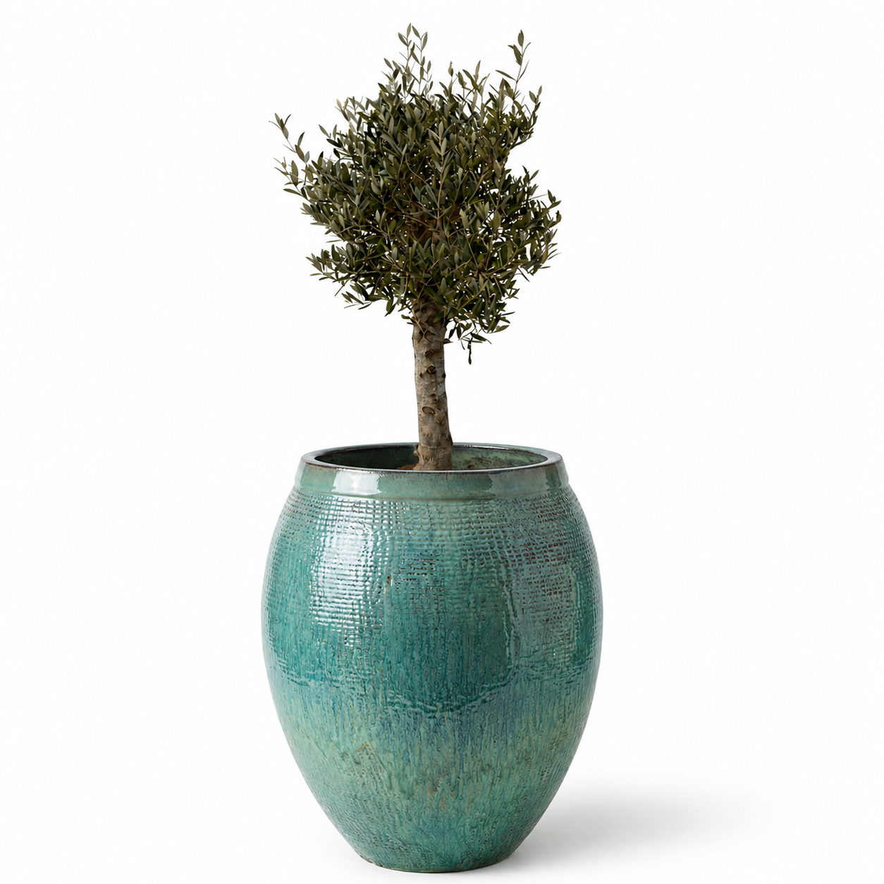 Olivenbaum im Topf COCOON (starker Stamm) 66×76cm — Meeresblau
