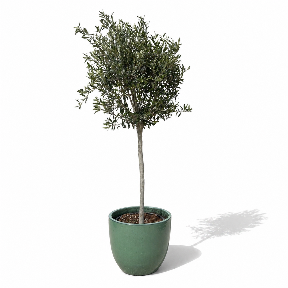 Olivenbaum (schlanker Stamm) im Topf LANCELOT 47×41cm — Jade