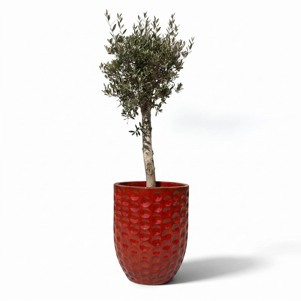 Olivenbaum (starker Stamm) im Topf MEROVEE 55×65cm — Tropenrot