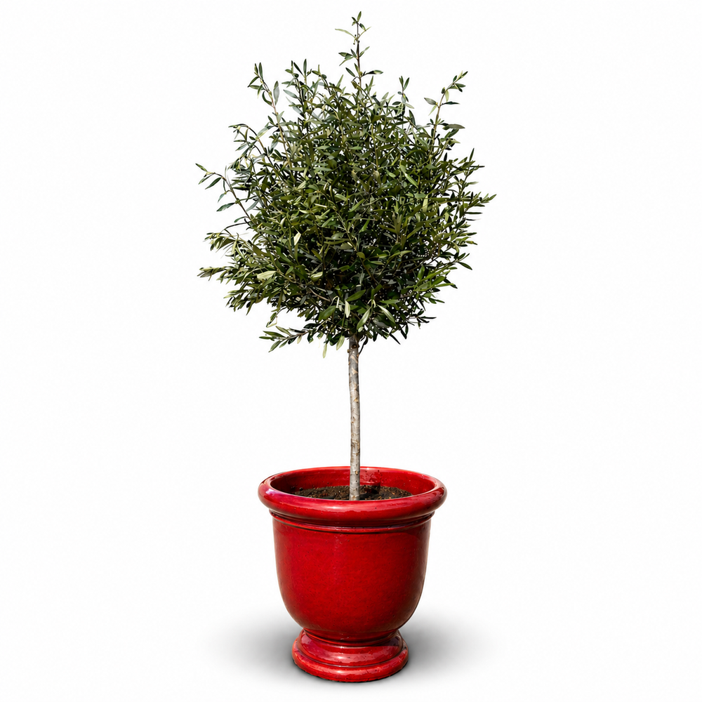 Olivenbaum (schlanker Stamm) im Topf TITAN 53×55cm — Tropenrot