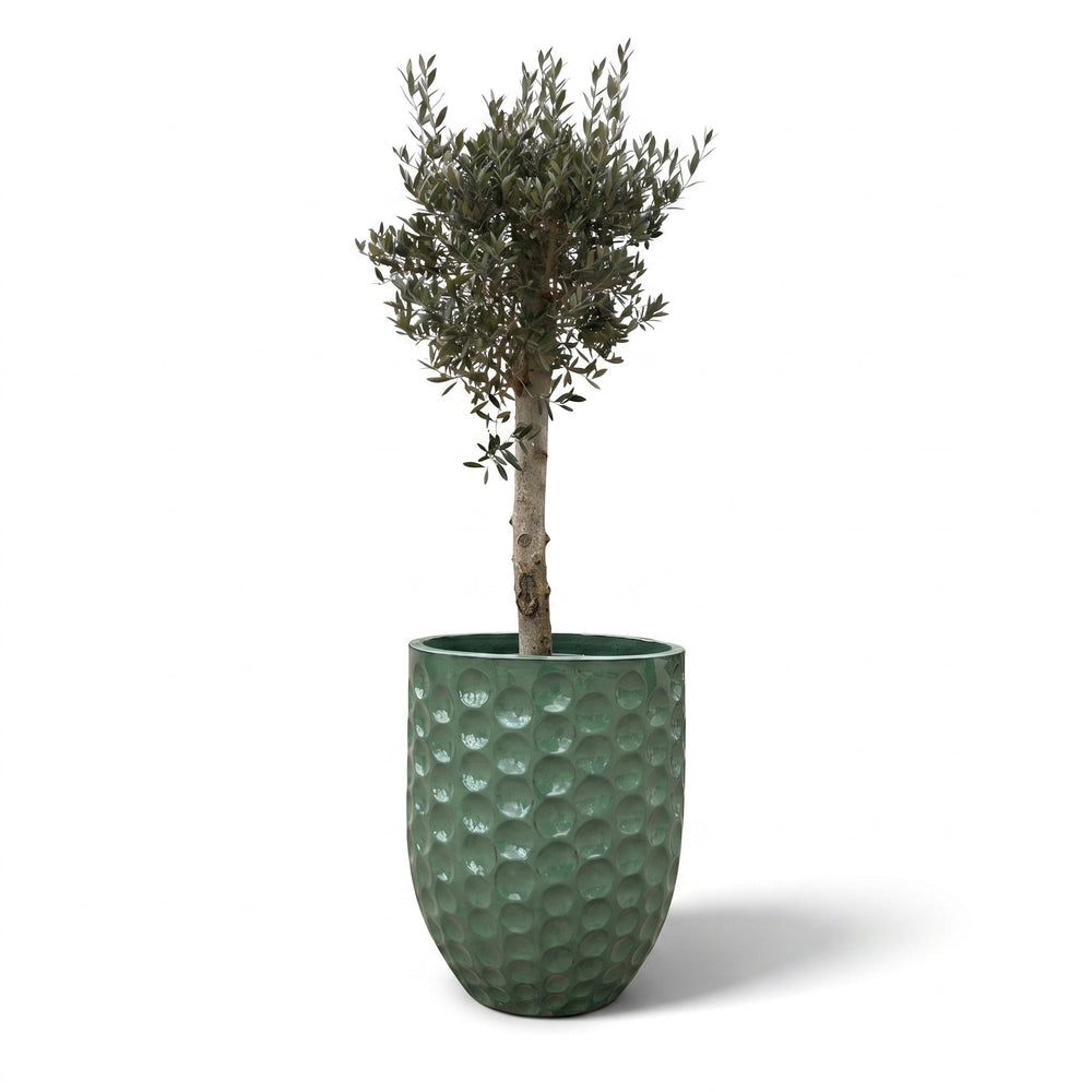 Olivenbaum (starker Stamm) im Topf MEROVEE 55×65cm — Jade-Perle
