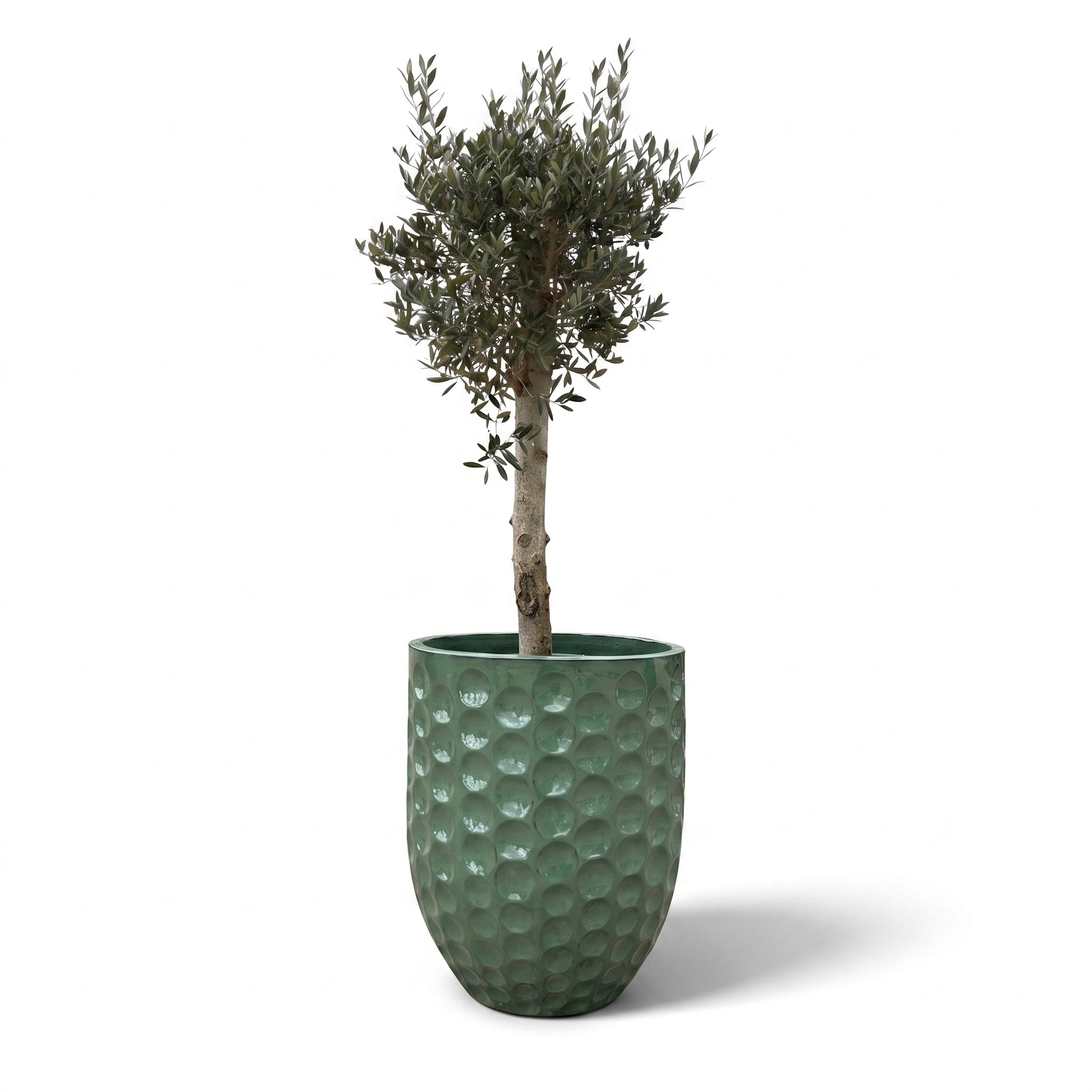 Olivenbaum im Topf MEROVEE (starker Stamm) 55×65cm — Jade-Perle