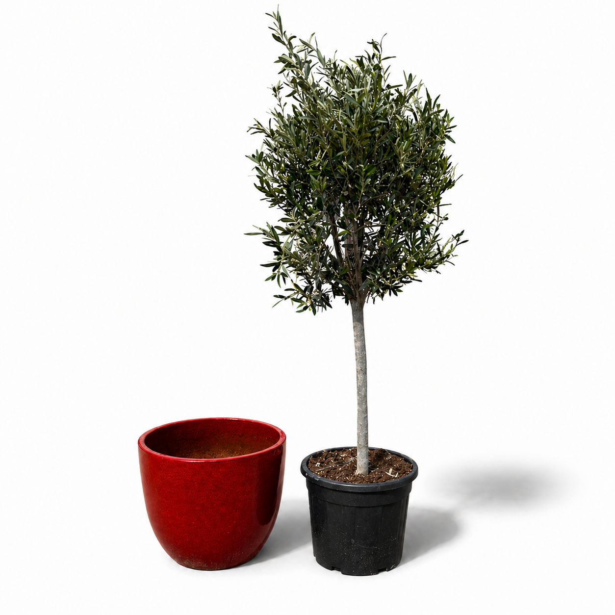 Olivenbaum im Topf LANCELOT (schlanker Stamm) 47×41cm — Tropenrot