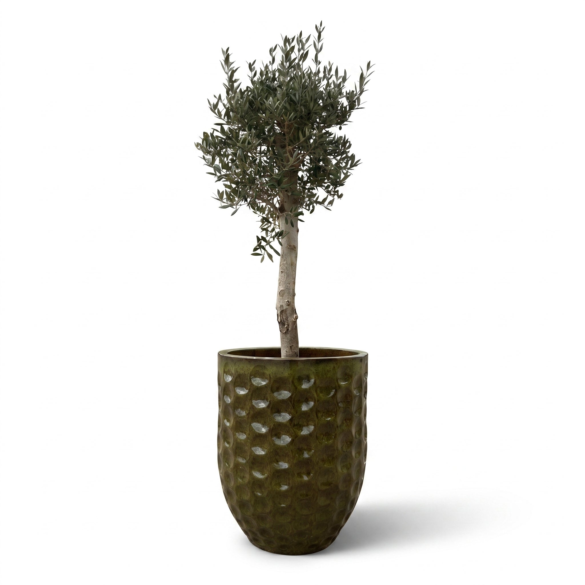 Olivenbaum im Topf MEROVEE (starker Stamm) 55×65cm — Tropengrün