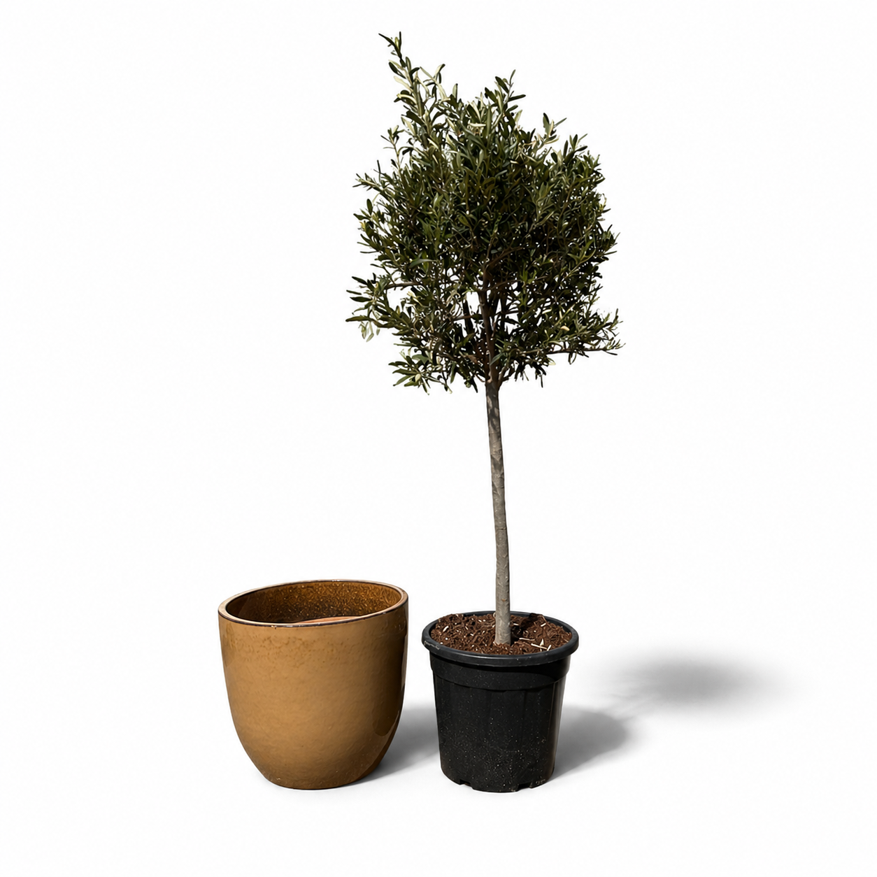 Olivenbaum im Topf LANCELOT (schlanker Stamm) 47×41cm — Wüstengelb