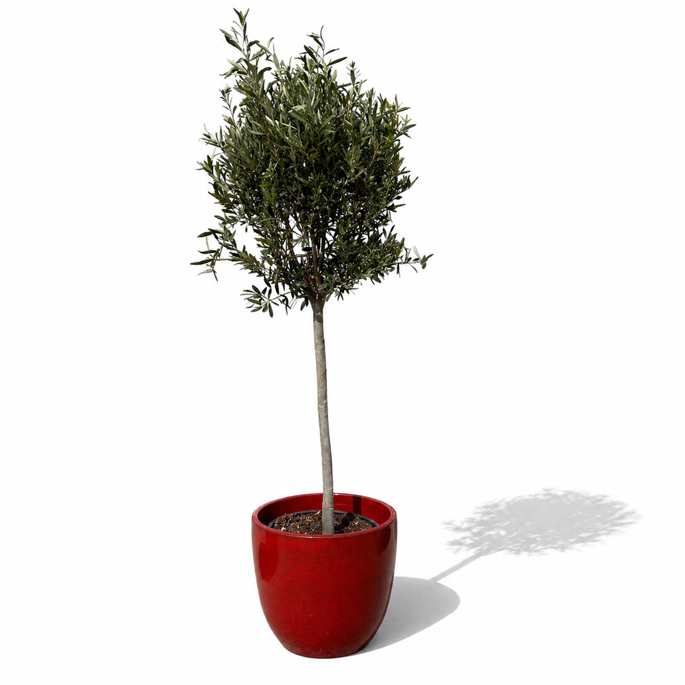 Olivenbaum (schlanker Stamm) im Topf LANCELOT 47×41cm — Tropenrot