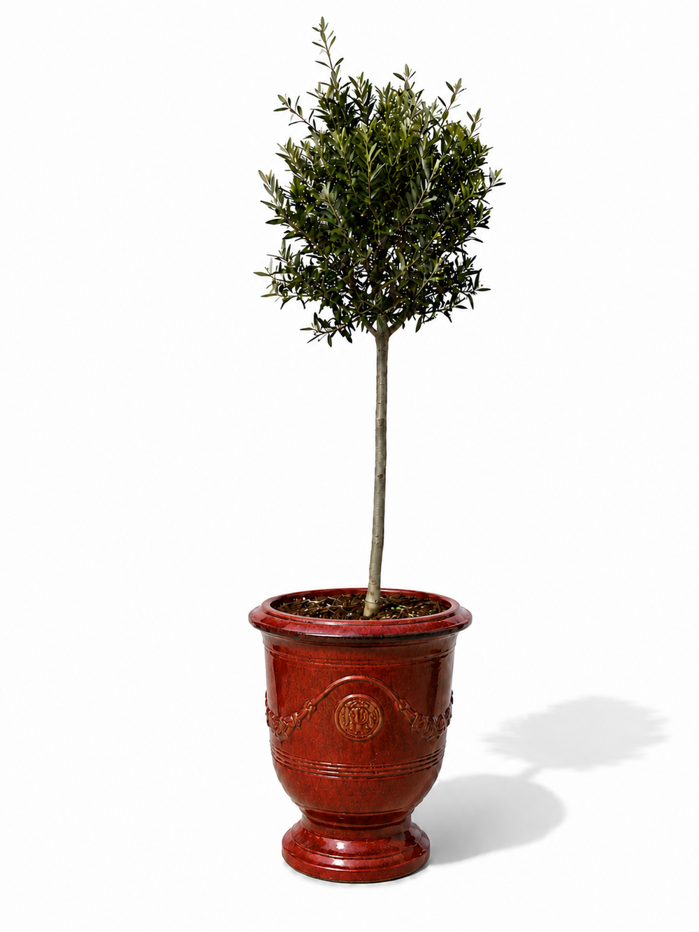 Olivenbaum (schlanker Stamm) im Topf RICHELIEU 46×56cm — Ziegelrot