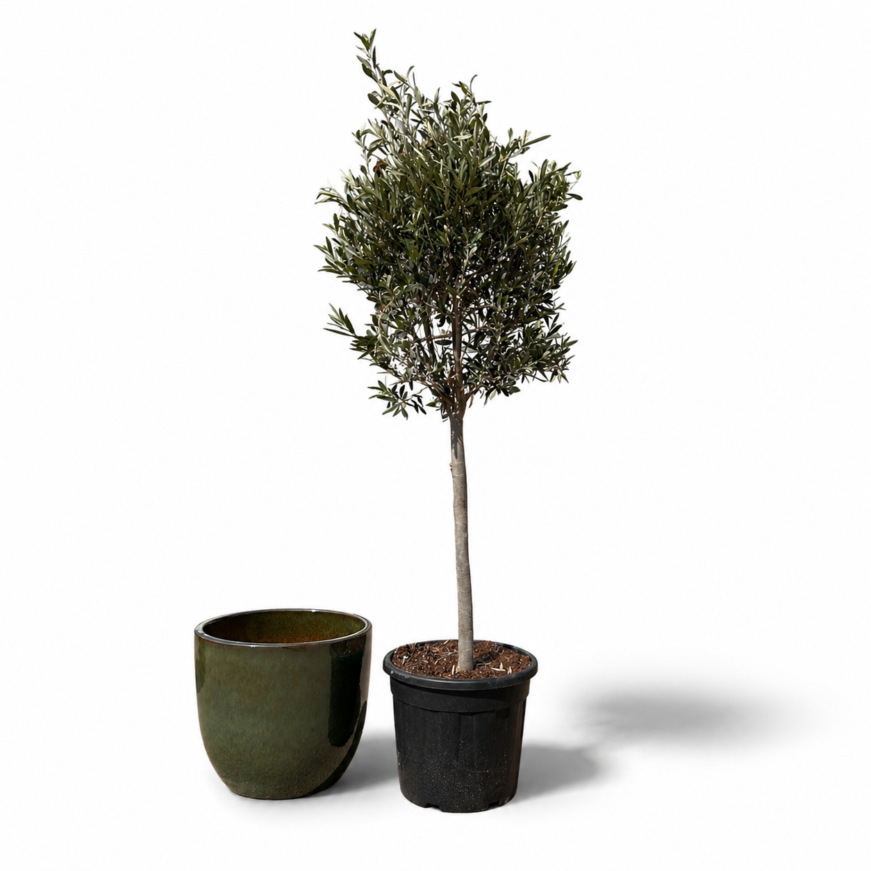 Olivenbaum im Topf LANCELOT (schlanker Stamm) 47×41cm — Tropengrün
