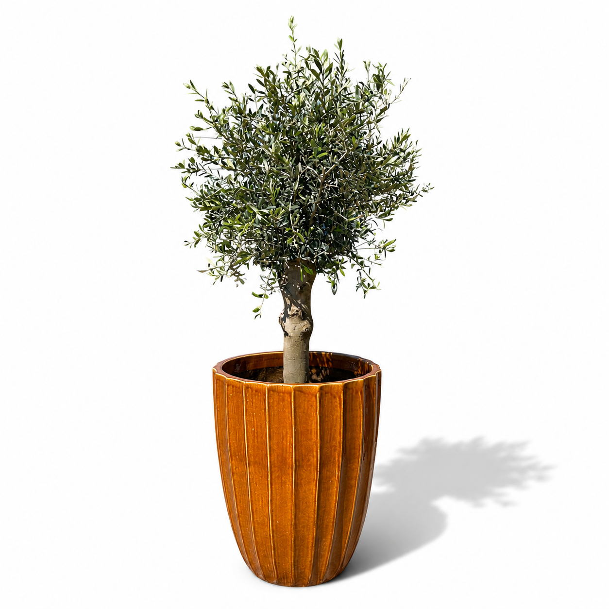 Olivenbaum-Set + Hugo 55×71 cm Honig