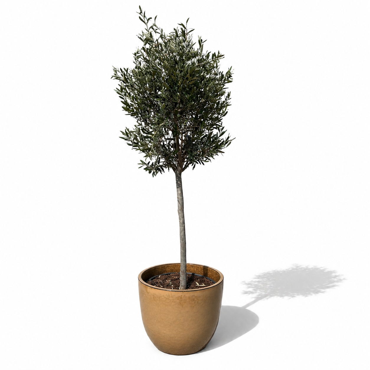 Olivenbaum im Topf LANCELOT (schlanker Stamm) 47×41cm — Wüstengelb