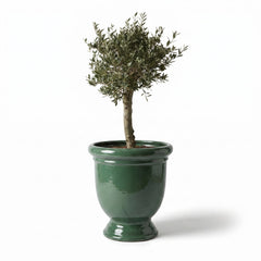 Olivenbaum im Topf TITAN (starker Stamm) 72×75cm — Jade