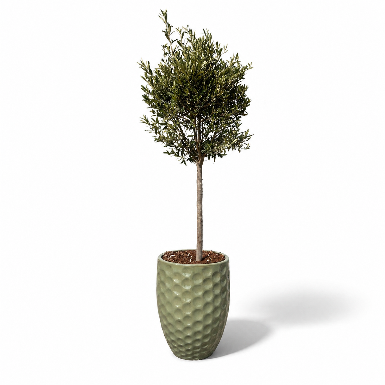 Olivenbaum im Topf MEROVEE (schlanker Stamm) 42×55cm — Jade-Perle