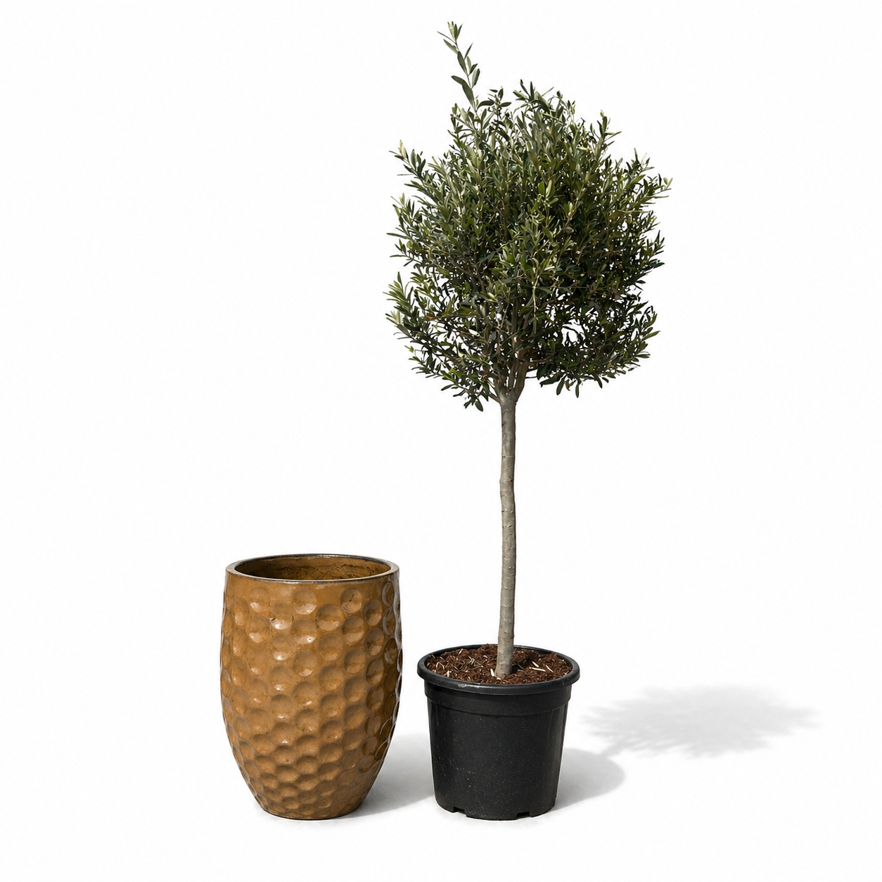 Olivenbaum im Topf MEROVEE (schlanker Stamm) 42×55cm — Wüstengelb