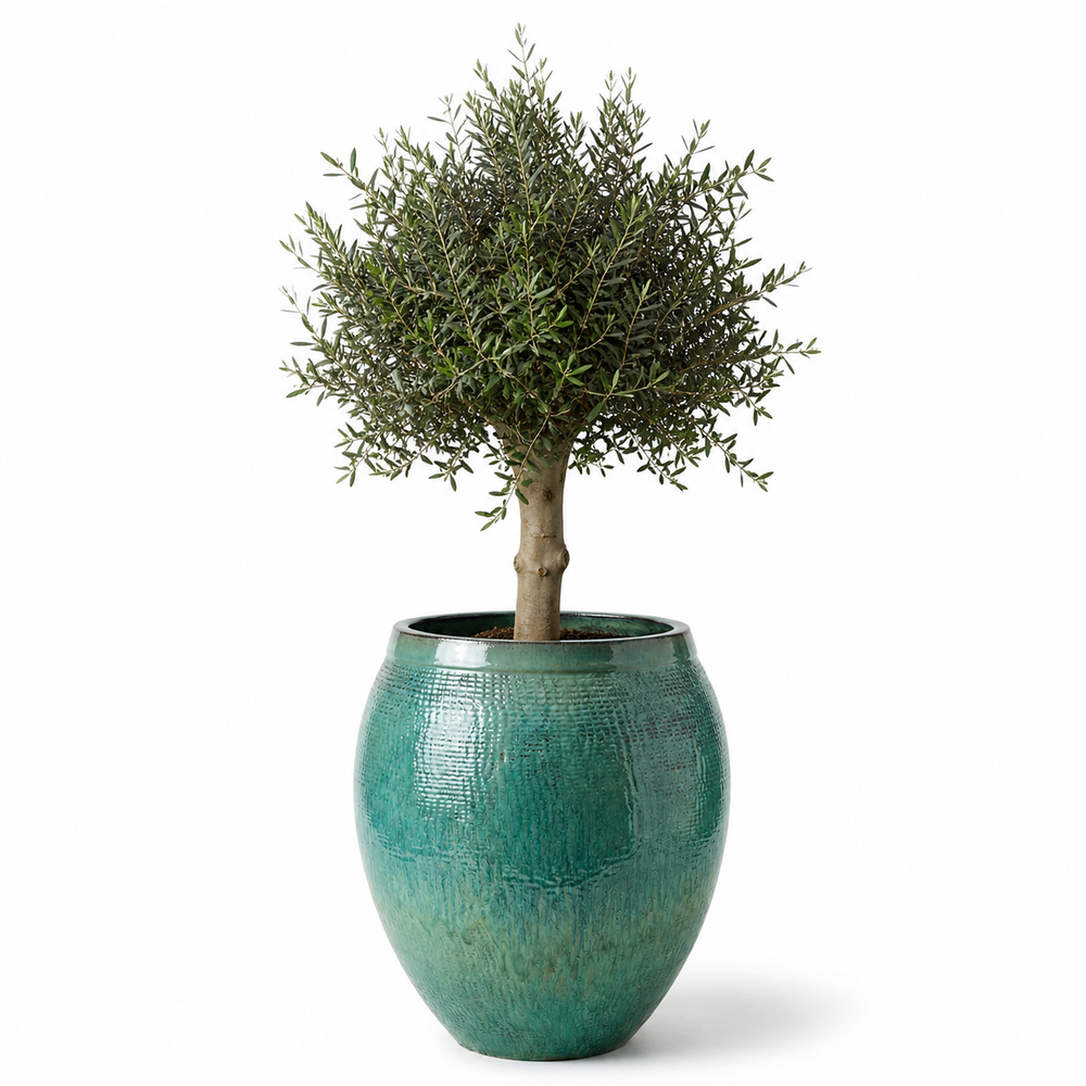 Olivenbaum (starker Stamm) im Topf COCOON 66×76cm — Meeresblau