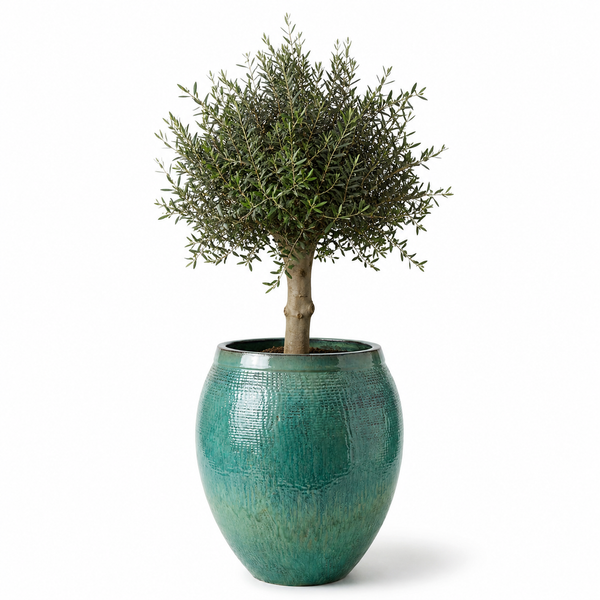 Olivenbaum-Set + Cocoon 66×76 cm Ozeanblau