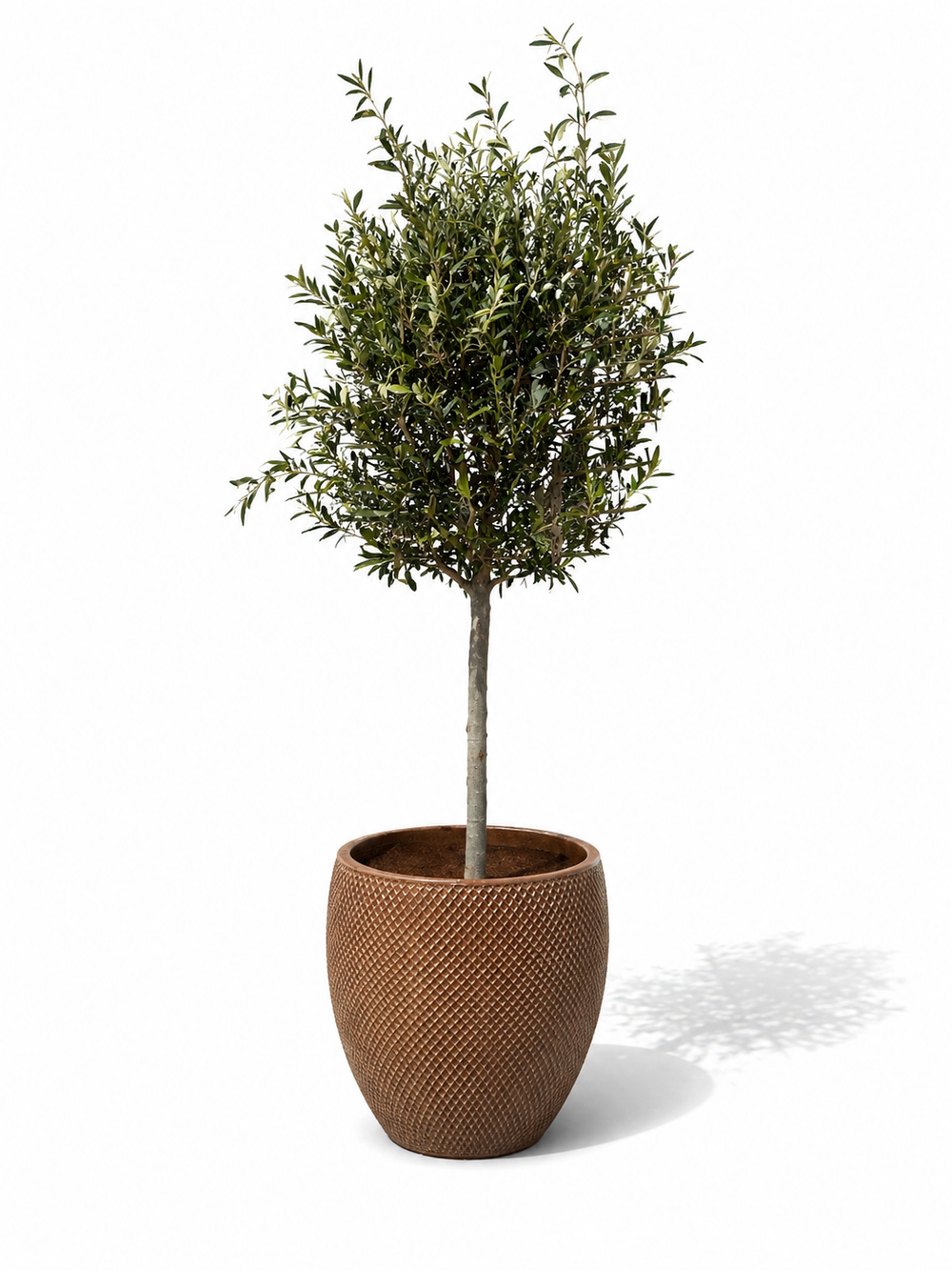 Olivenbaum (schlanker Stamm) im Topf SIGNAC 48×52cm — Sandgestrahlte Bronze