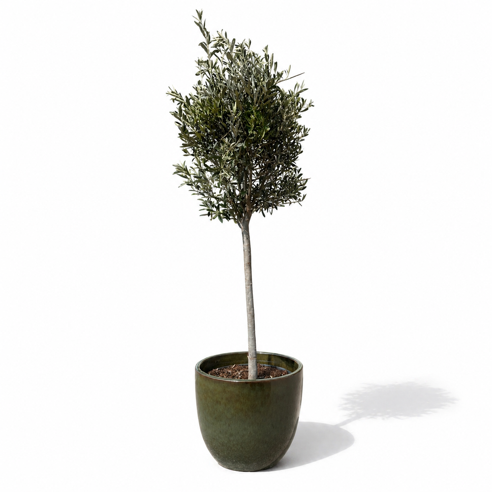 Olivenbaum (schlanker Stamm) im Topf LANCELOT 47×41cm — Tropengrün