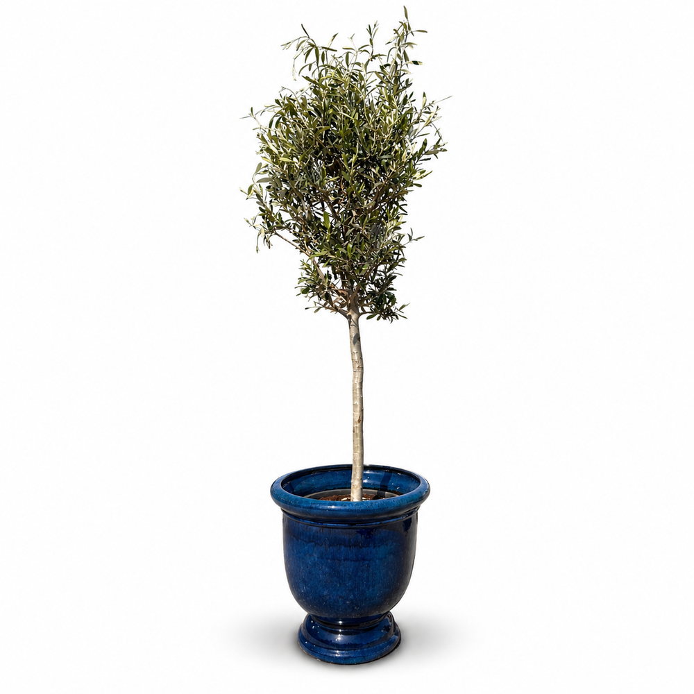 Olivenbaum (schlanker Stamm) im Topf TITAN 53×55cm — Karibikblau