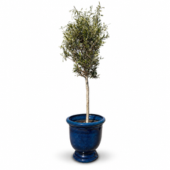 Olivenbaum (schlanker Stamm) im Topf TITAN 53×55cm — Karibikblau