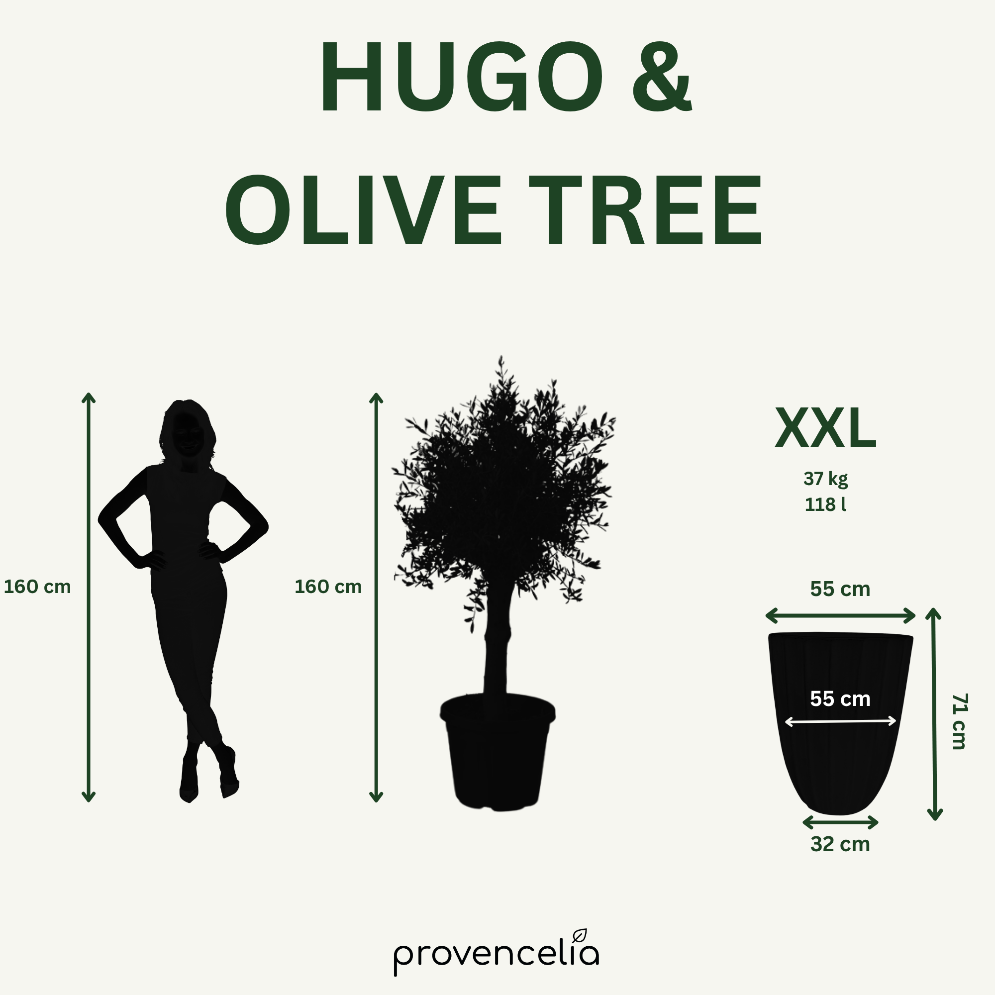 Olivenbaum (starker Stamm) im Topf HUGO 55×71cm — Dschungelgrün