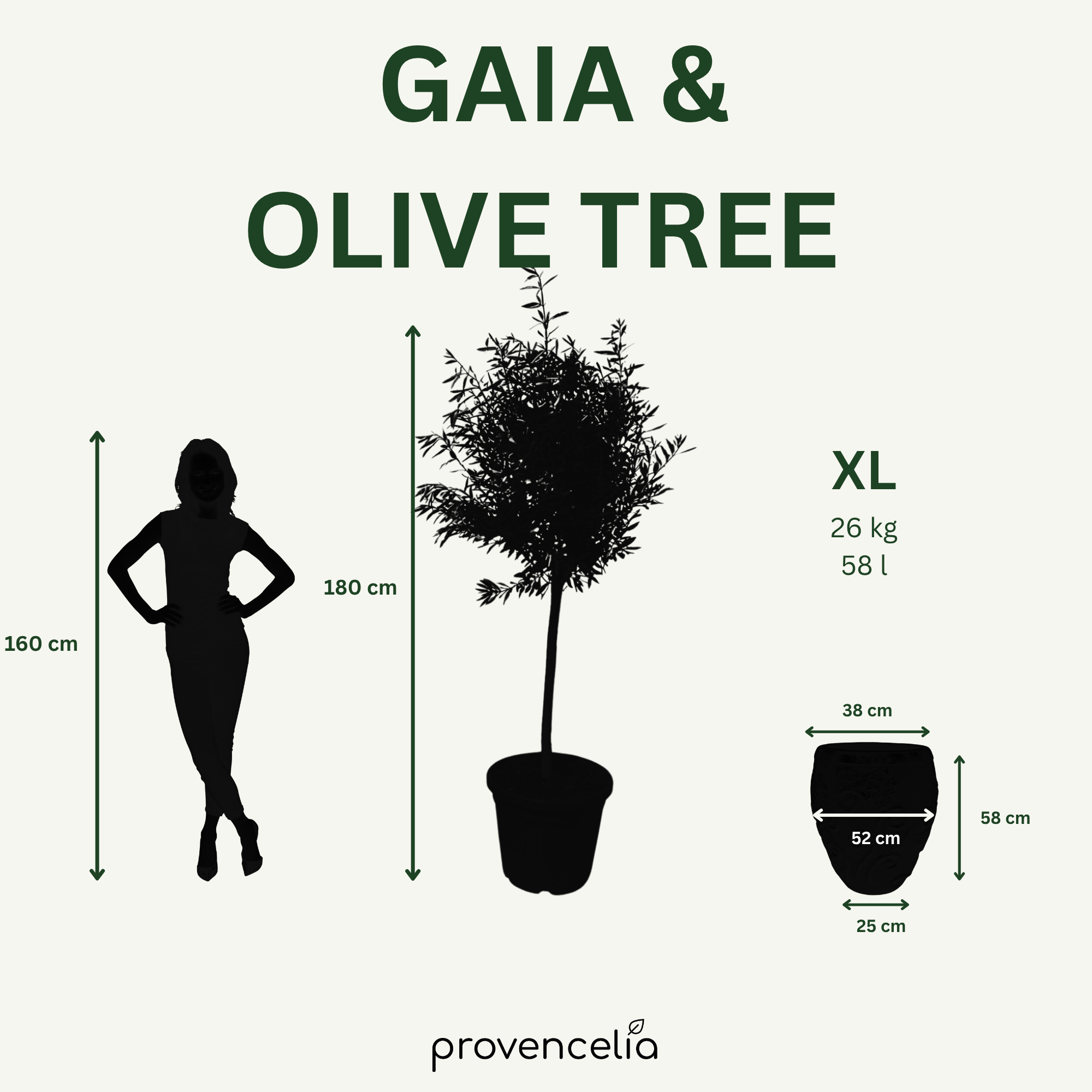 Olivenbaum schlanker Stamm – Detailansicht, Pflanzkübel GAIA Cremefarben