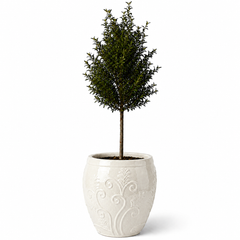 Olivenbaum (schlanker Stamm) im Topf GAIA 52×58cm — Cremefarben