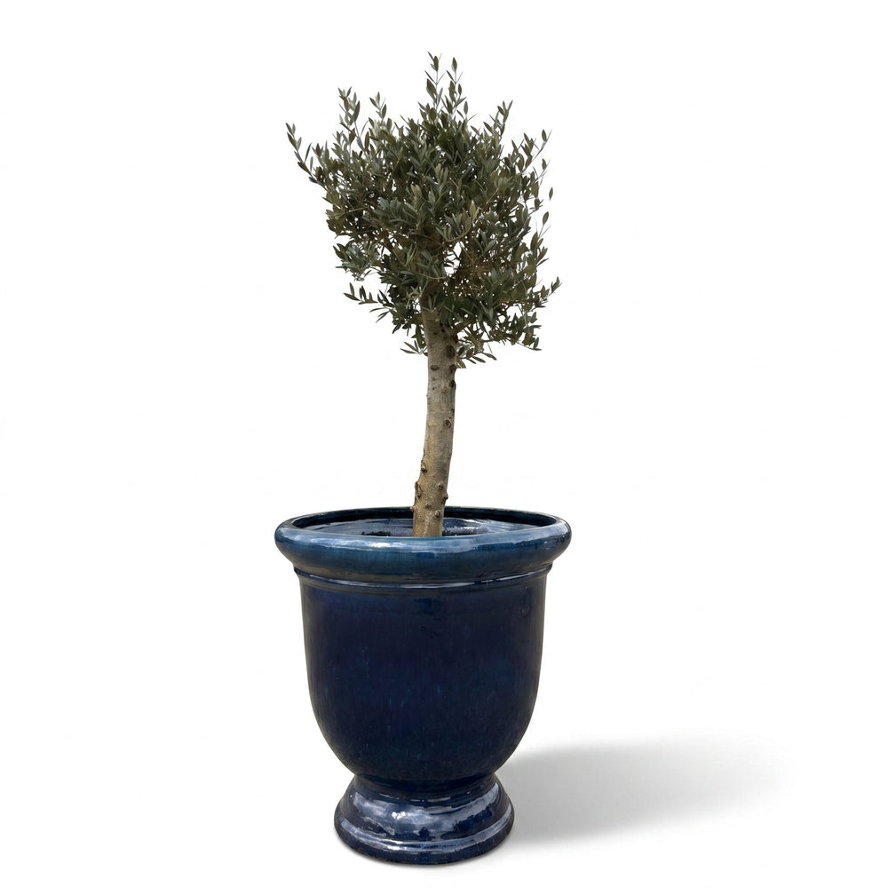 Olivenbaum (starker Stamm) im Topf TITAN 72×75cm — Karibikblau