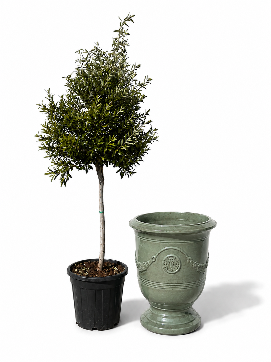 Olivenbaum schlanker Stamm – Detailansicht, Pflanzkübel RICHELIEU Jade-Perle