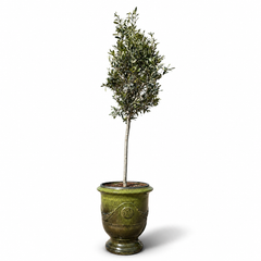 Olivenbaum im Topf RICHELIEU (schlanker Stamm) 46×56cm — Tropengrün