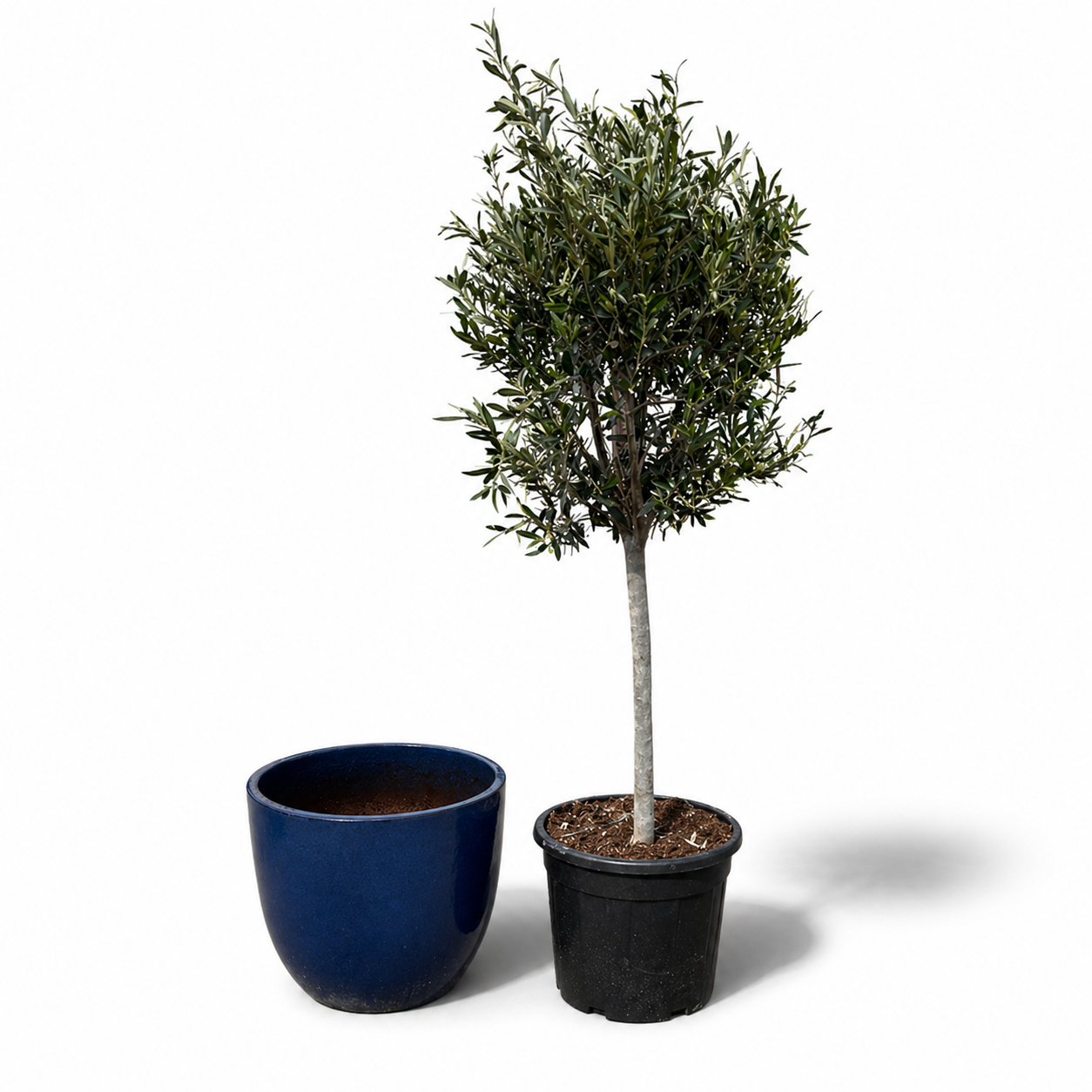 Olivenbaum im Topf LANCELOT (schlanker Stamm) 47×41cm — Mitternachtsblau