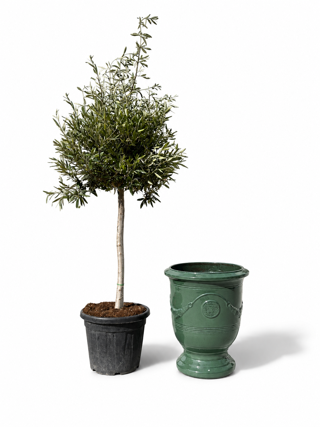 Olivenbaum schlanker Stamm – Detailansicht, Pflanzkübel RICHELIEU Jade