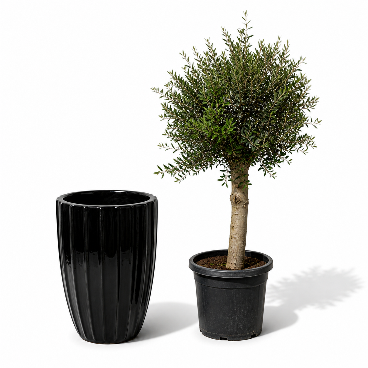 Olivenbaum-Set + Hugo 55×71 cm Schwarz