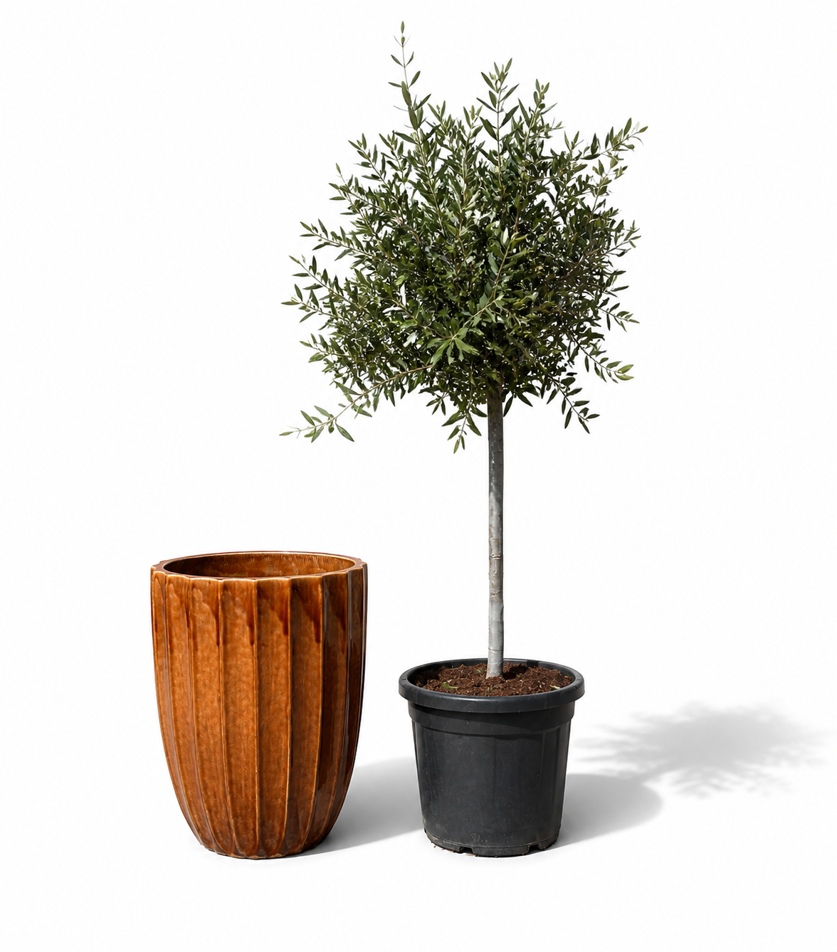 Olivenbaum im Topf HUGO (schlanker Stamm) 44×59cm — Rinde