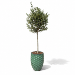 Olivenbaum im Topf MEROVEE (schlanker Stamm) 42×55cm — Jade