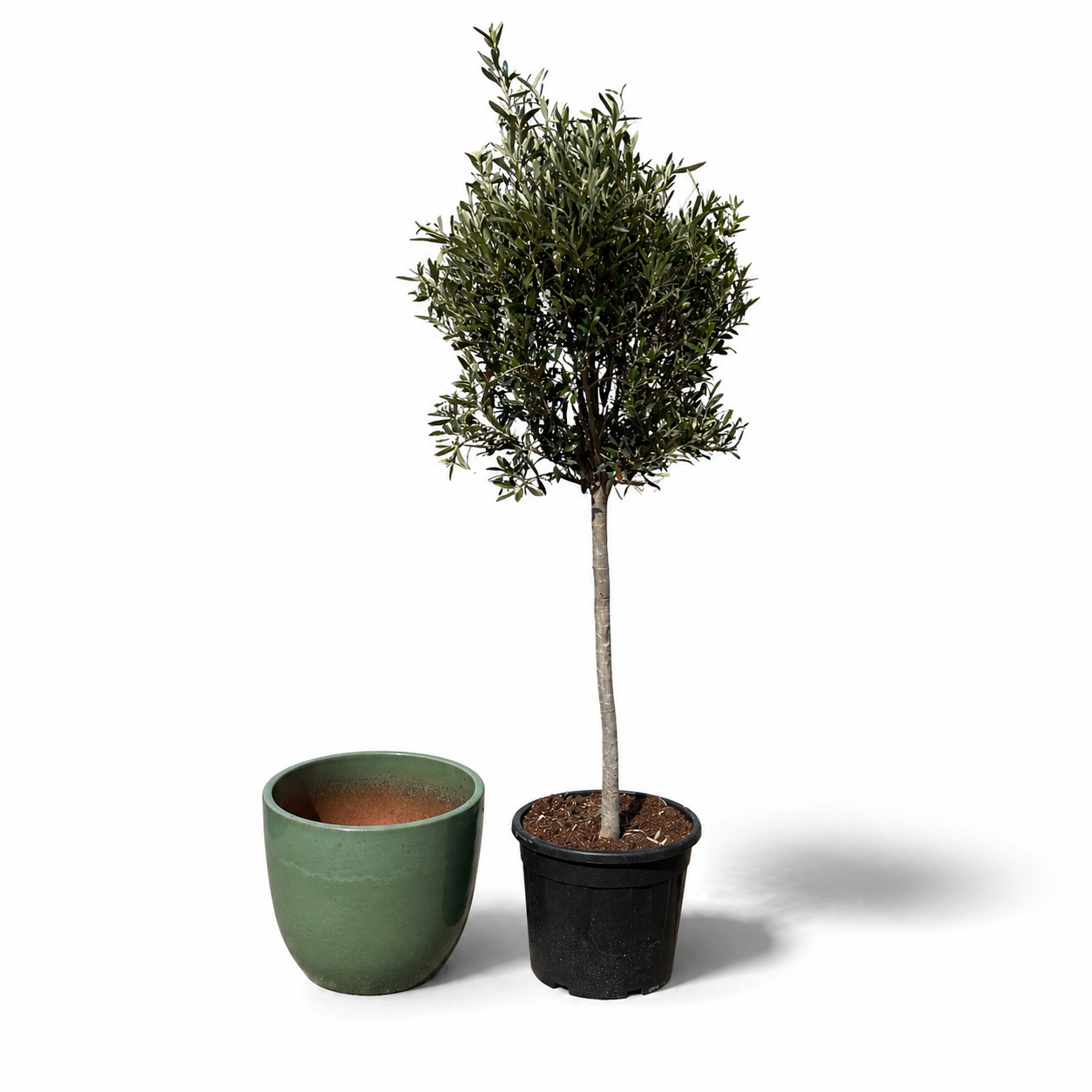 Olivenbaum im Topf LANCELOT (schlanker Stamm) 47×41cm — Jade