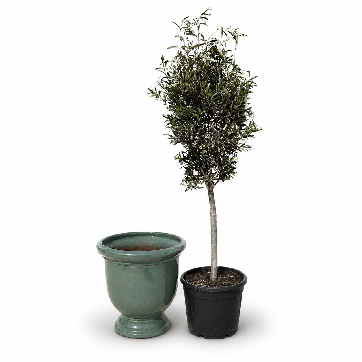 Olivenbaum im Topf TITAN (schlanker Stamm) 53×55cm — Jade