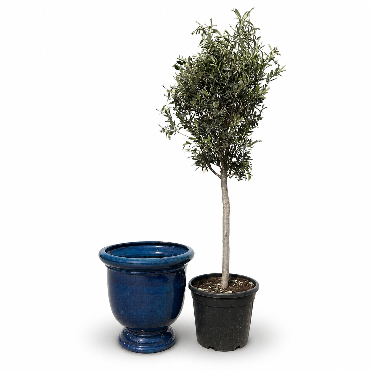 Olivenbaum im Topf TITAN (schlanker Stamm) 53×55cm — Karibikblau