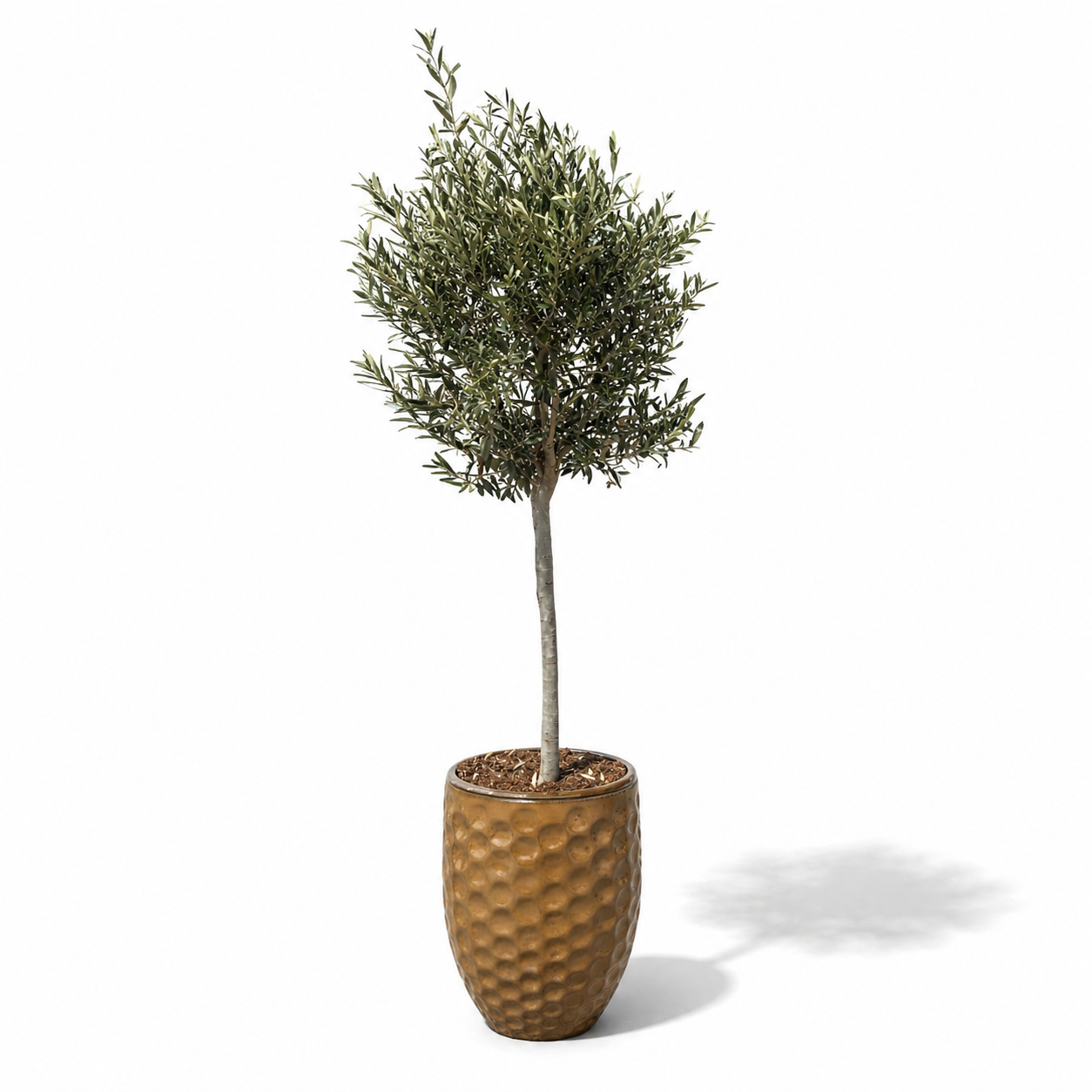 Olivenbaum im Topf MEROVEE (schlanker Stamm) 42×55cm — Wüstengelb
