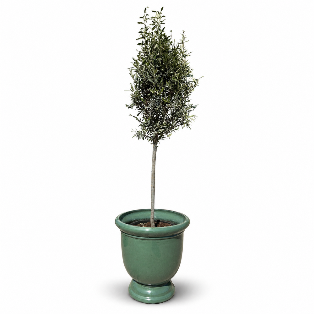 Olivenbaum (schlanker Stamm) im Topf TITAN 53×55cm — Jade