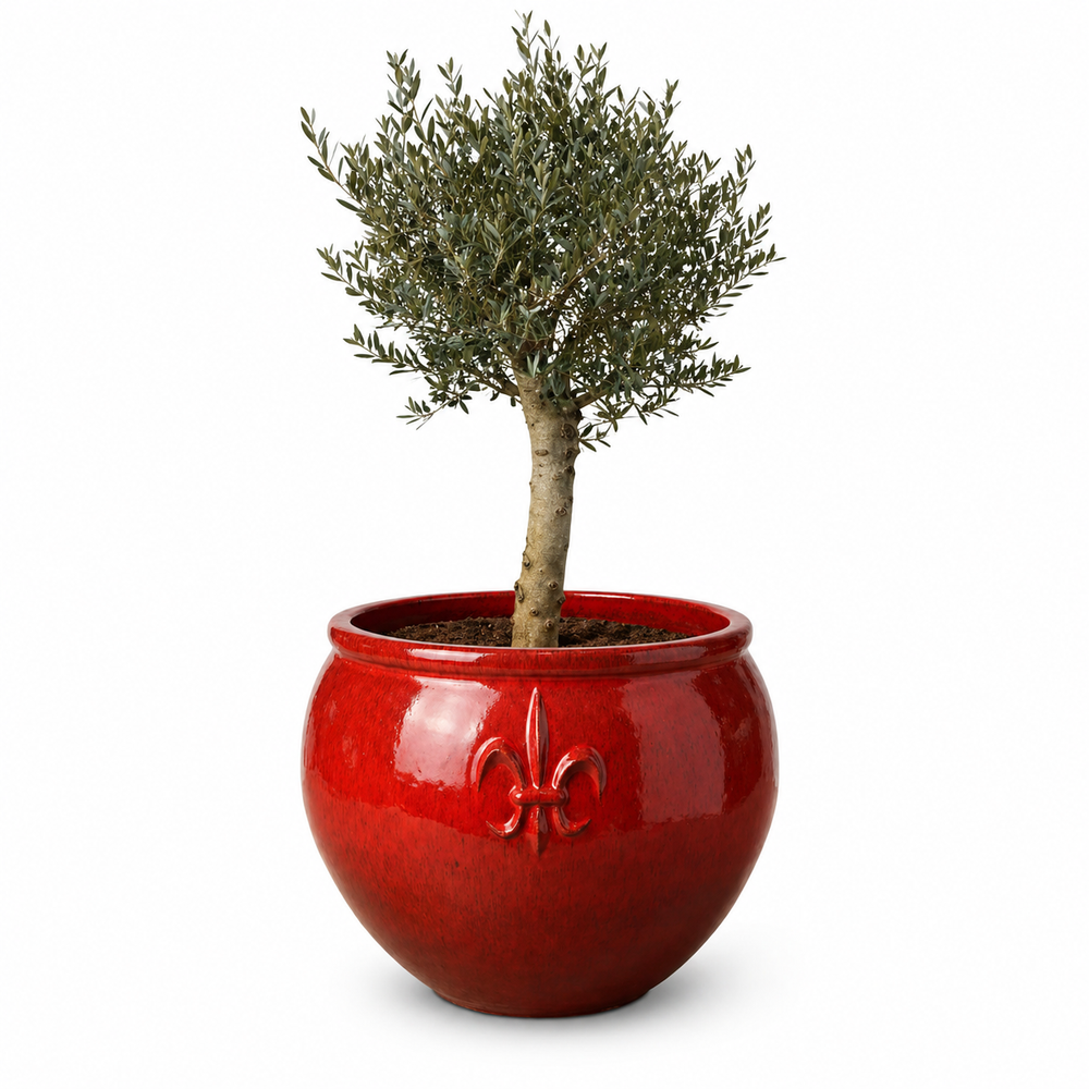 Olivenbaum (starker Stamm) im Topf CLOVIS 86×64cm — Tropenrot